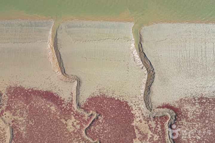 Seongmodo Shrubby Sea-blite Habitat