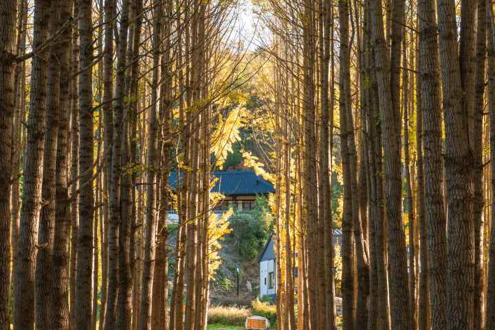 도리마을 은행나무숲