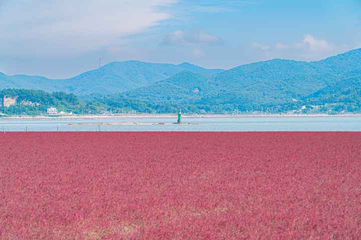 석모도 칠면초 군락지