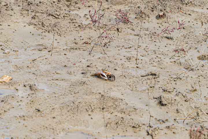 석모도 칠면초 군락지