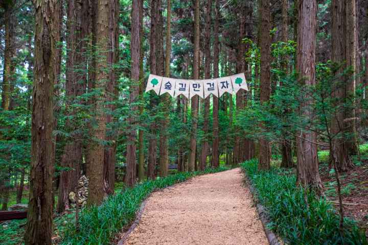 정남진 편백숲 우드랜드